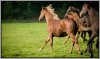 Galloping Horses Mark Reddy Photography Trinity Digital Studios